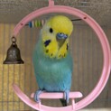 セキセイインコの里親募集