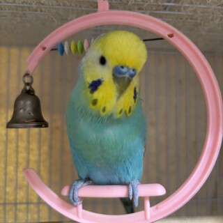 セキセイインコの里親募集