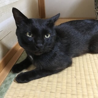かっこいい黒猫の男の子（推定~6ヶ月）