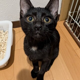 避妊手術完了★黒い美少女　パート1仮名ミミちゃん