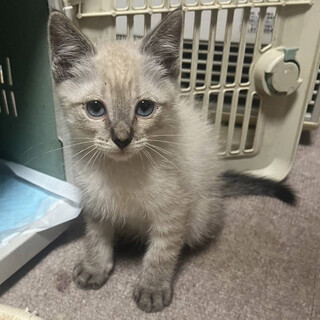 ブルーアイ！シャムMIXの子猫 