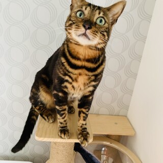 「追いかけっこ」遊びが大好きな子