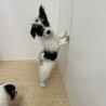 母犬と兄弟３頭を保護 サムネイル2