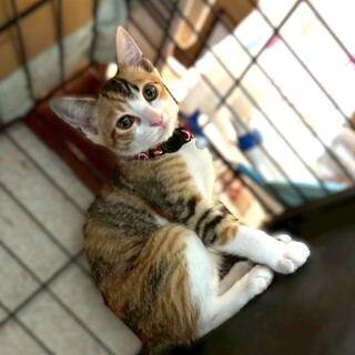 ★里親様決定★きれいな縞三毛にゃんこ♥はな