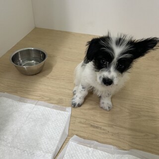 母犬と兄弟３頭を保護