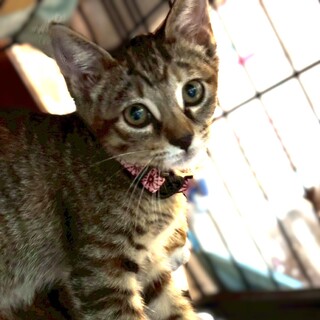 ★里親様決定★元気いっぱい小柄なお姫様♥こころ