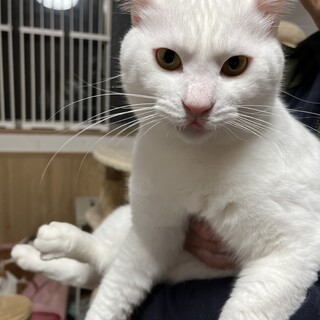 【小豆島の保護猫】元気で甘えたな白猫君