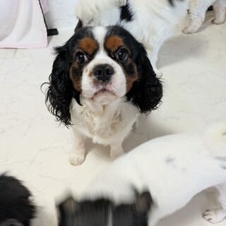 キャバリア　ララ君　4歳