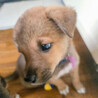元気印の甘えん坊MIX子犬！パセリ サムネイル2