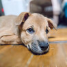 元気印の甘えん坊MIX子犬！パセリ サムネイル4