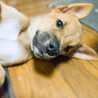 元気印の甘えん坊MIX子犬！パセリ サムネイル5