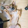 元気印の甘えん坊MIX子犬！パセリ サムネイル6