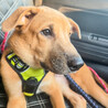 元気印の甘えん坊MIX子犬！パセリ サムネイル7