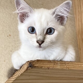 ブルーアイ超美人シャム柄！約2ヶ月半