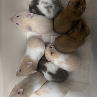 ゴールデンハムスター9匹の里親を探しています！