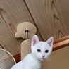 【4/10生まれ】兄妹4匹のお家を探しています サムネイル3