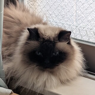 ヒマラヤンの里親になってくれる方募集しています。