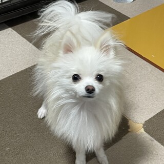 ポメラニアン（クリーム　男の子　2.4 kg）