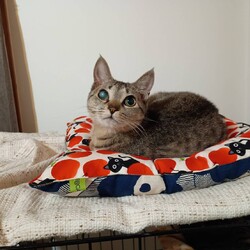 ８月3日パニャリンピックミニー障害猫さんの譲渡会 サムネイル2