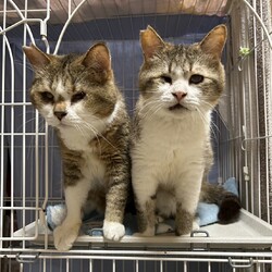 ８月3日パニャリンピックミニー障害猫さんの譲渡会 サムネイル3