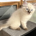 仔猫の里親募集（7週齢）雌
