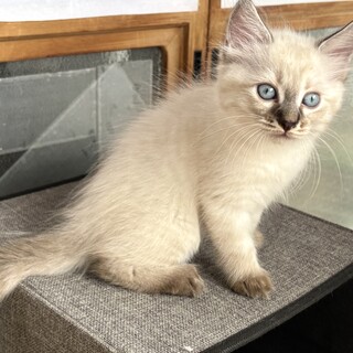 仔猫の里親募集（7週齢）雌