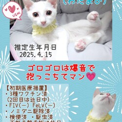 秘密結社ねこのひげ♡保護猫譲渡会 サムネイル2