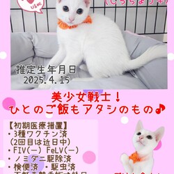 秘密結社ねこのひげ♡保護猫譲渡会 サムネイル3
