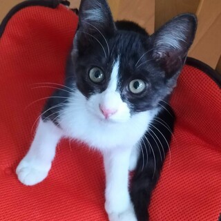 人懐っこくて元気いっぱい白黒女の子☆ナナちゃん