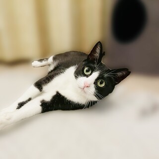 美猫なハチワレ甘えんぼちゃん！【吹田市】