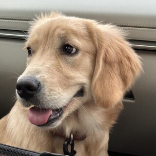 ゴールデンレトリバーの子犬の里親募集します！