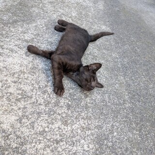 元気で甘えん坊な男の子