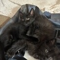 黒猫兄弟　5匹います！