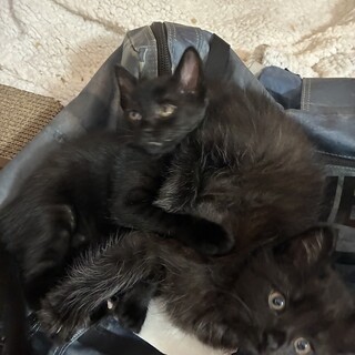 黒猫兄弟　5匹います！