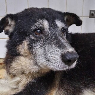 殺処分対象❗️収容期限8/7迄❗️延長なし