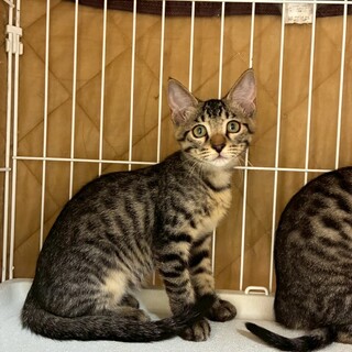 9/21ドン・キホーテ譲渡会参加きじこねこ♀