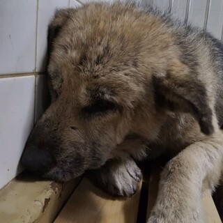 殺処分対象❗️収容期限8/7迄❗️延長なし