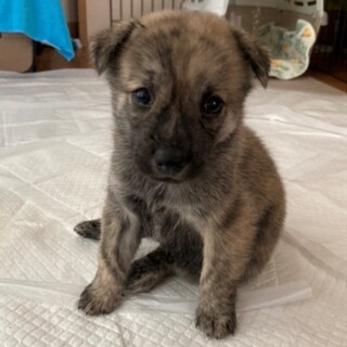 元気で人が大好きな「しらす」ちゃん