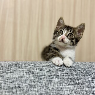 元気いっぱい！子猫のゴジハムくん！