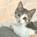 夏だってぬくぬくが大好き！人に挟まれるのも好き！