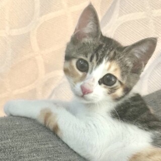 夏だってぬくぬくが大好き！人に挟まれるのも好き！