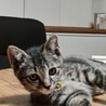 里親募集　キジトラ　子猫　4ヶ月 サムネイル5