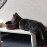 里親募集　キジトラ　子猫　4ヶ月 サムネイル6