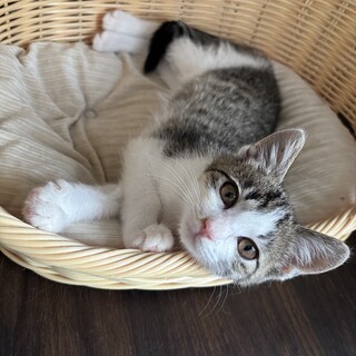 トライアル仮決定◆3ヶ月のキジ白美猫ちゃん♀◆