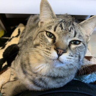 キジトラ&白猫 人懐っこい癒し系、ツンデレ甘えん坊