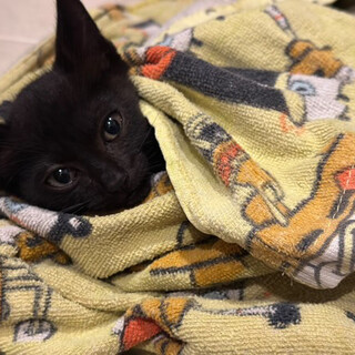 小顔でびじん、魅力的な黒猫さんのにゃーこ