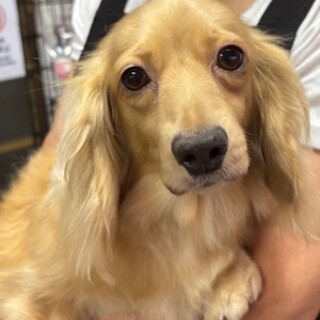 新しい家族を募集します！