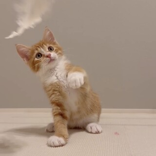 モフモフお手てのおっとり男子トンボくん