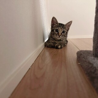 慣れてくれた時の喜びはひとしお♡キキちゃん