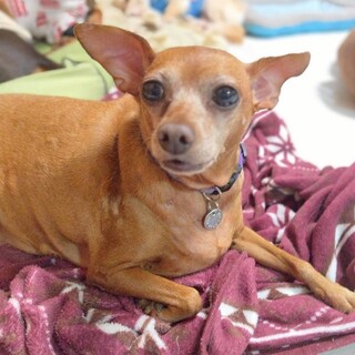 マイペースなミニピンレッドの女の子　キウイちゃん